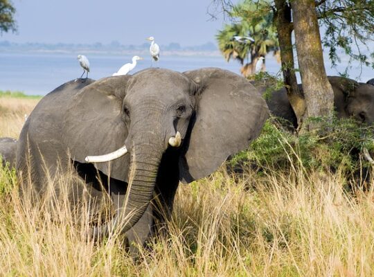 Elefantgræs - en ny kilde til biobrændstofproduktion